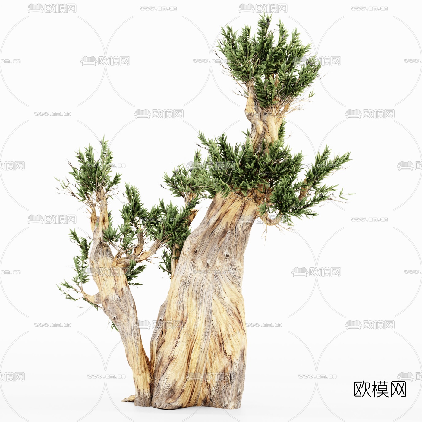 现代柏树景观树3d模型