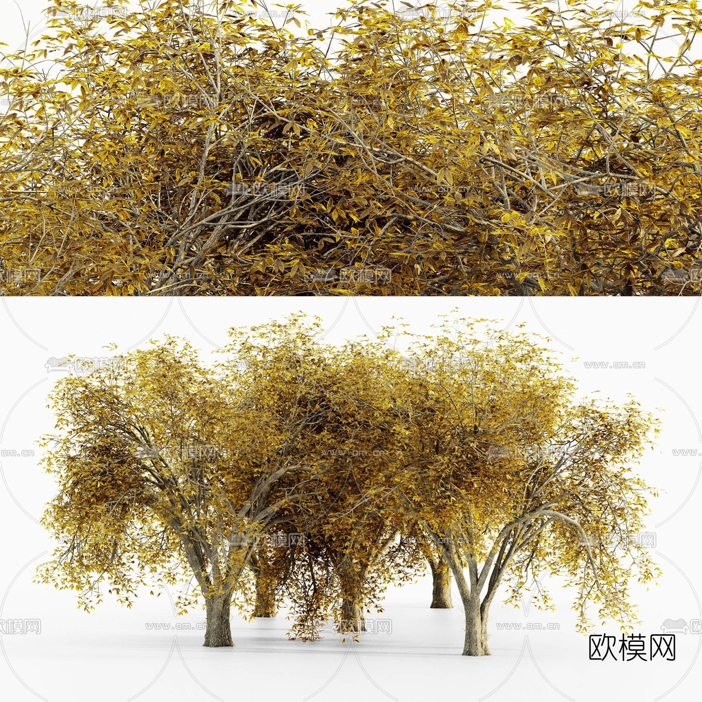 现代户外阔叶树景观树3d模型下载（渲染图1）