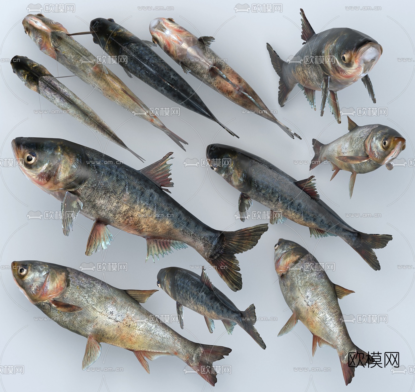 现代花白鲢鱼胖头鱼标本3d模型下载（渲染图2）