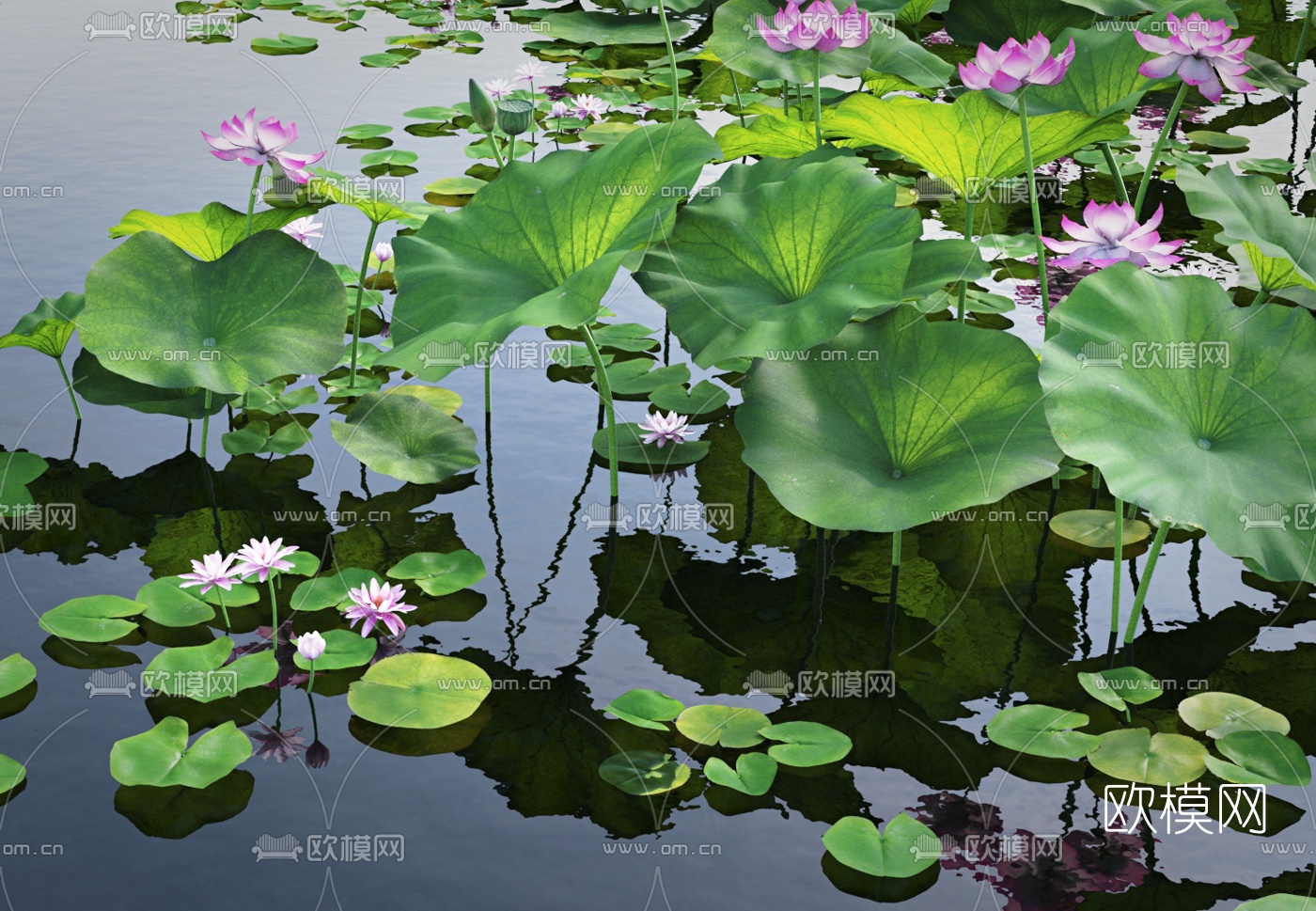现代荷塘荷花水景3d模型