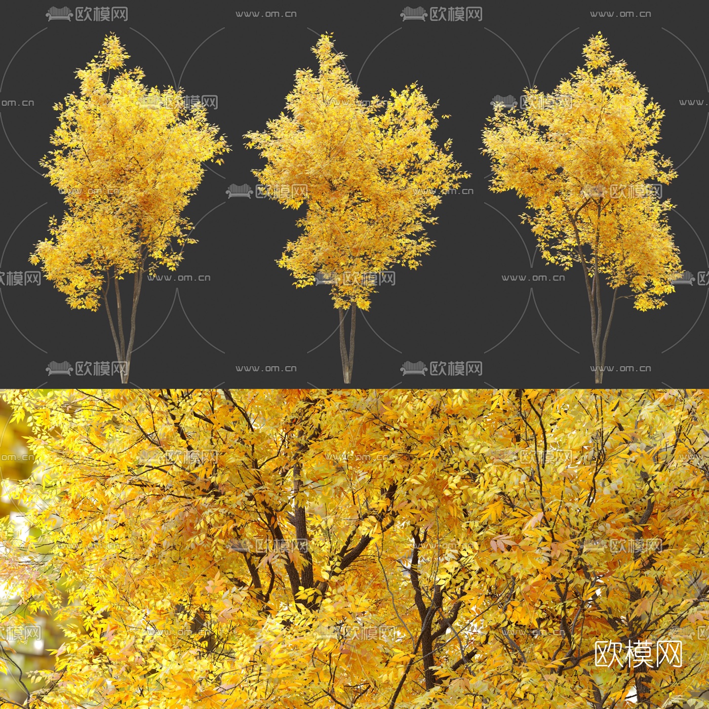 现代黄叶景观树3d模型