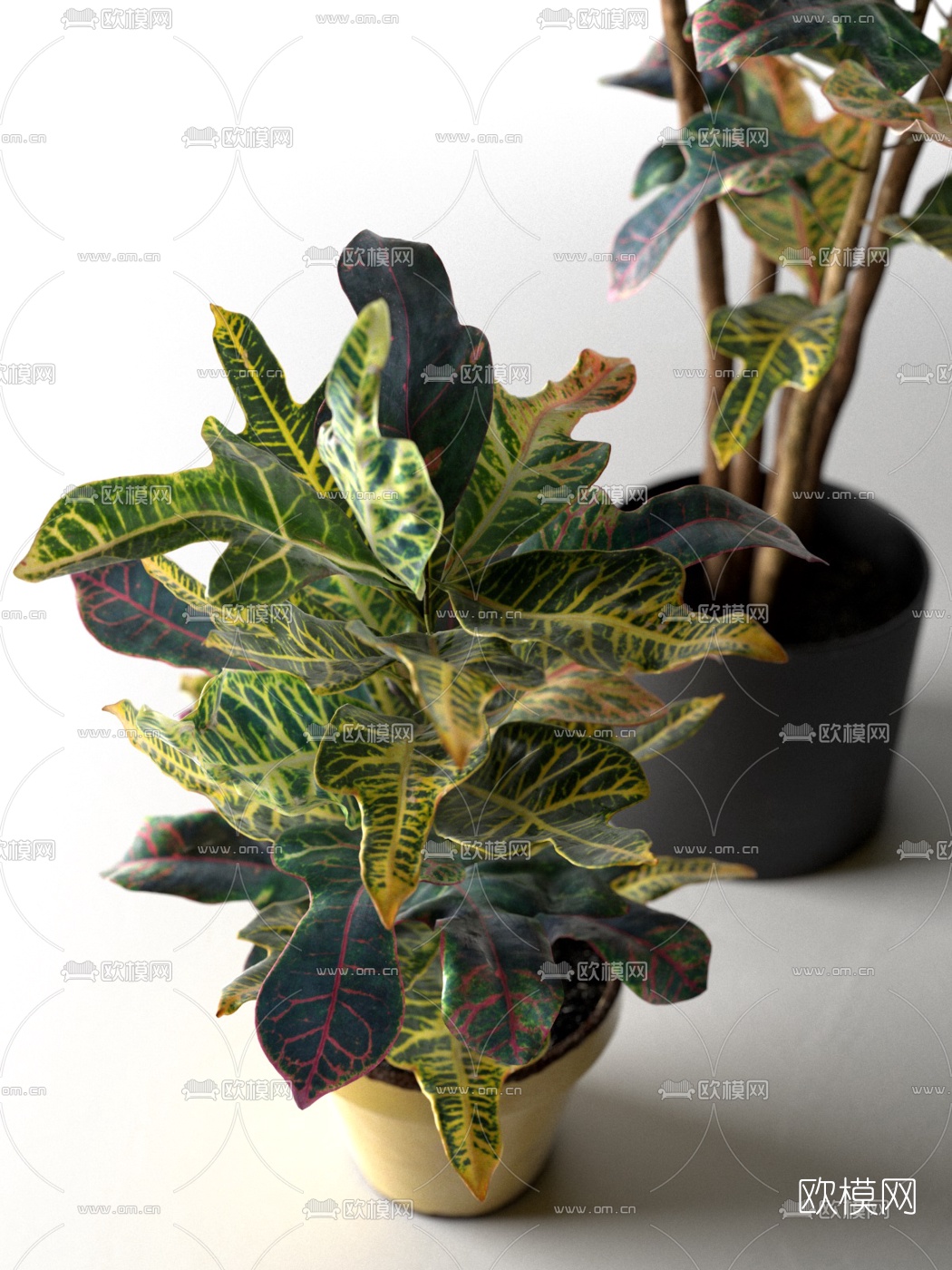 现代绿植盆栽3d模型下载（渲染图3）