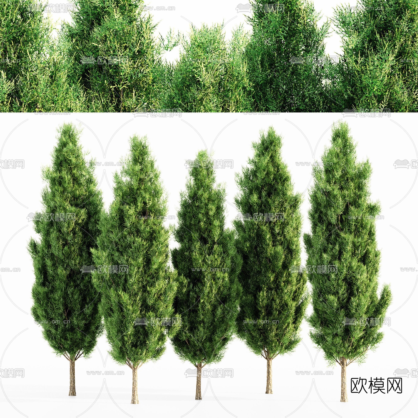现代松树景观树3d模型