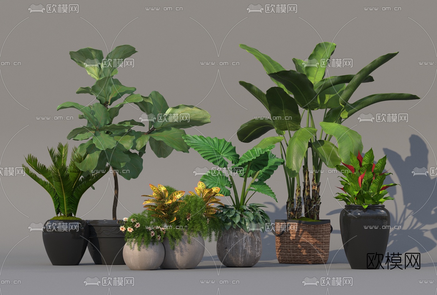 现代芭蕉盆栽3d模型