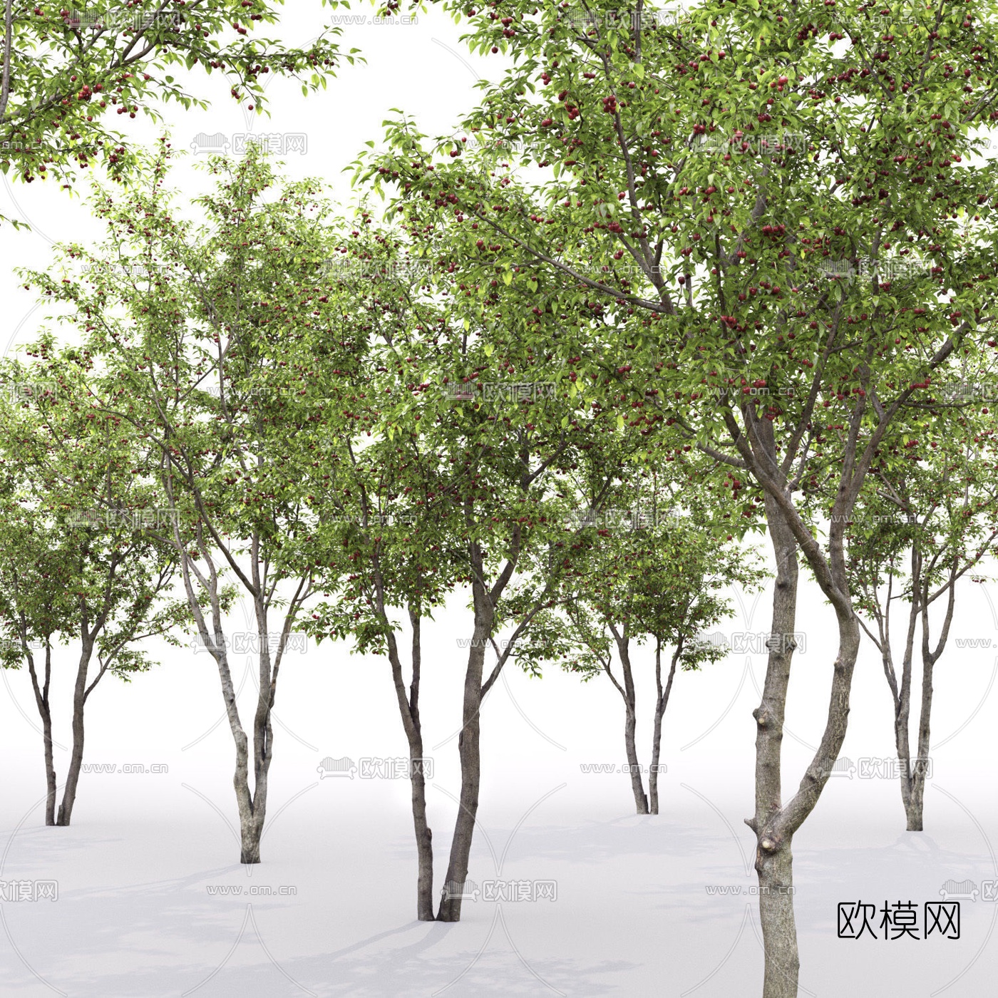 现代果树樱桃树3d模型