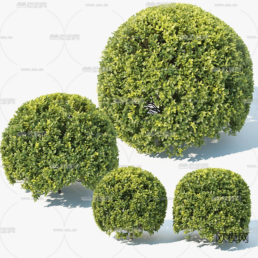 现代小叶黄杨灌木3d模型下载