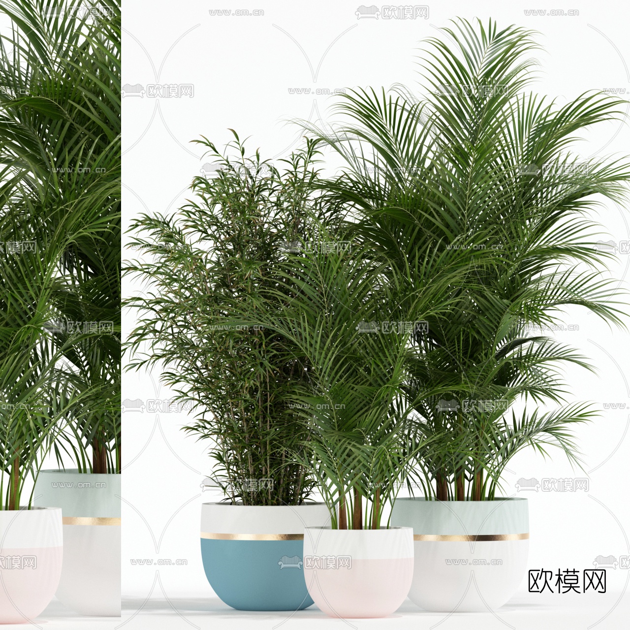 现代散尾葵盆栽3d模型