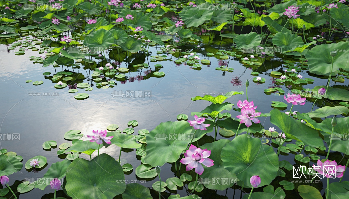 现代荷塘荷花水景3d模型