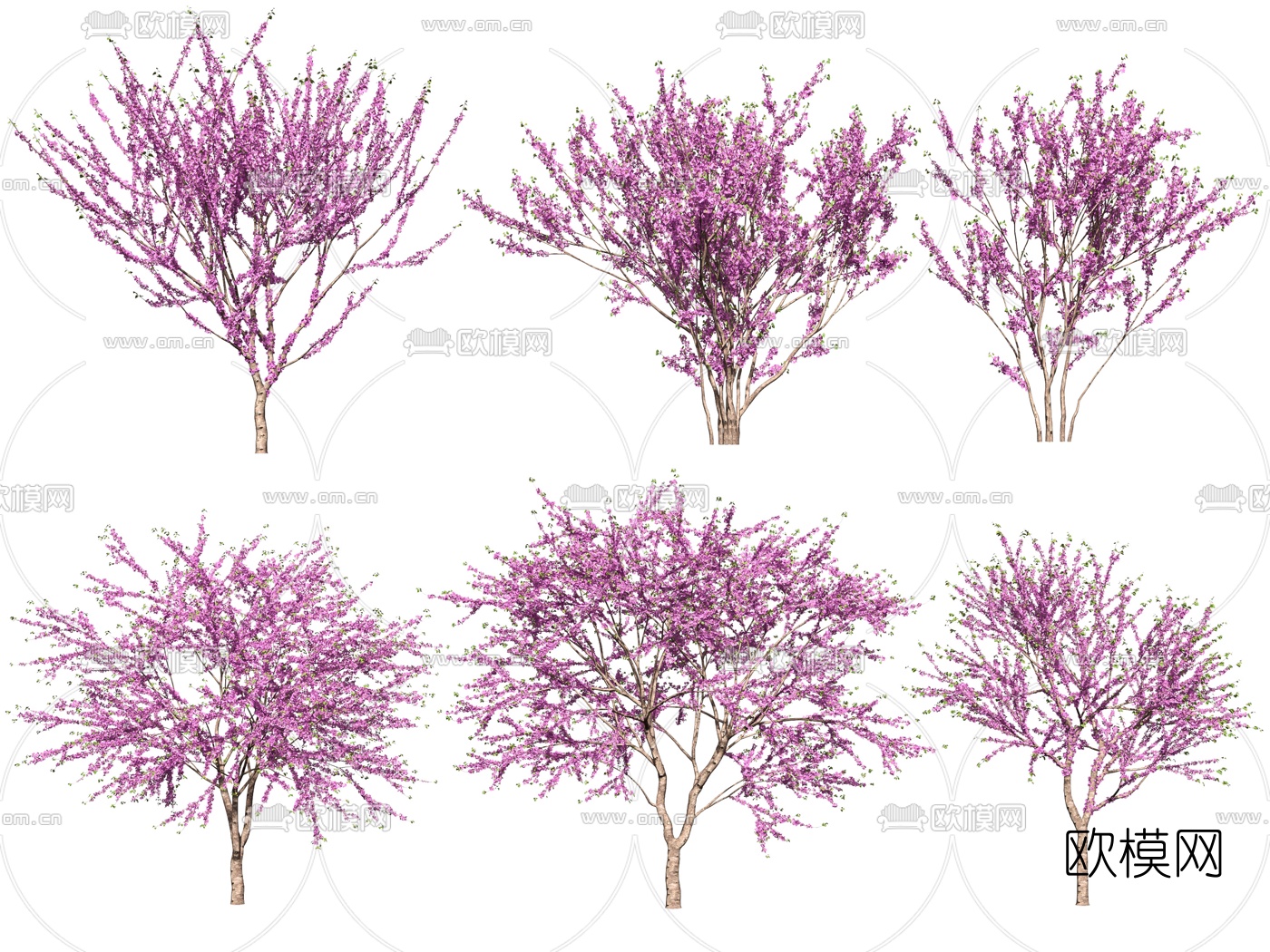 现代紫荆花植物3d模型下载（渲染图1）