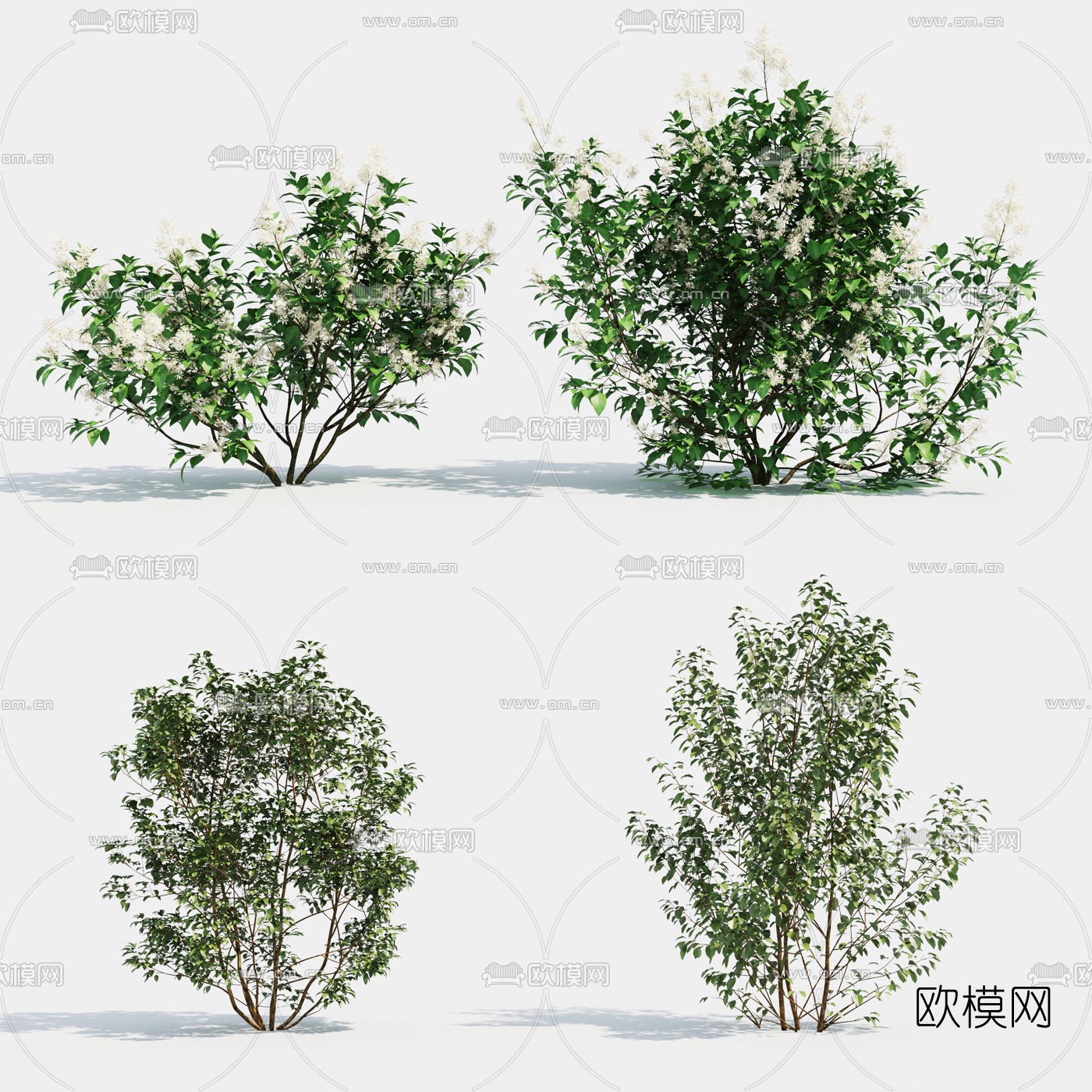 现代灌木3d模型下载