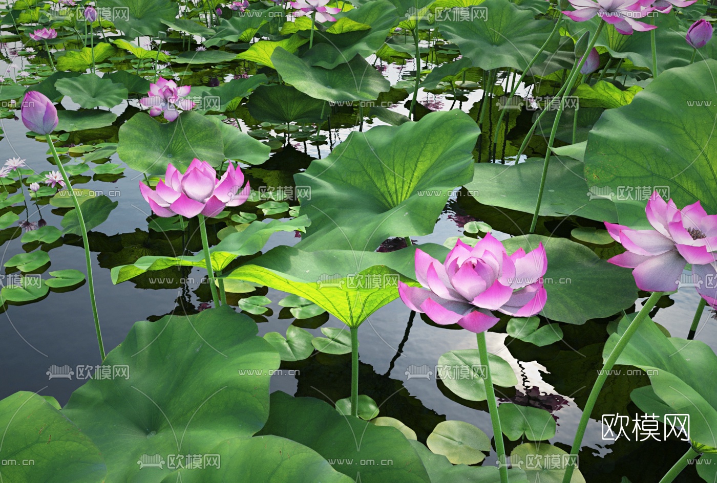 现代荷塘荷花水景3d模型