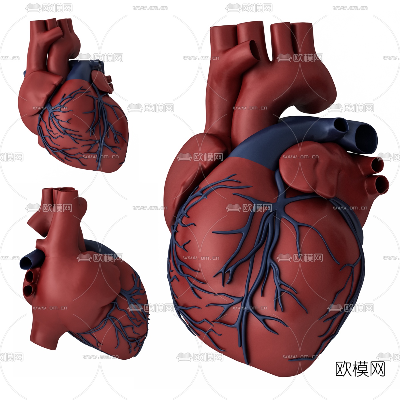 醫療教學心臟模型3d模型下載