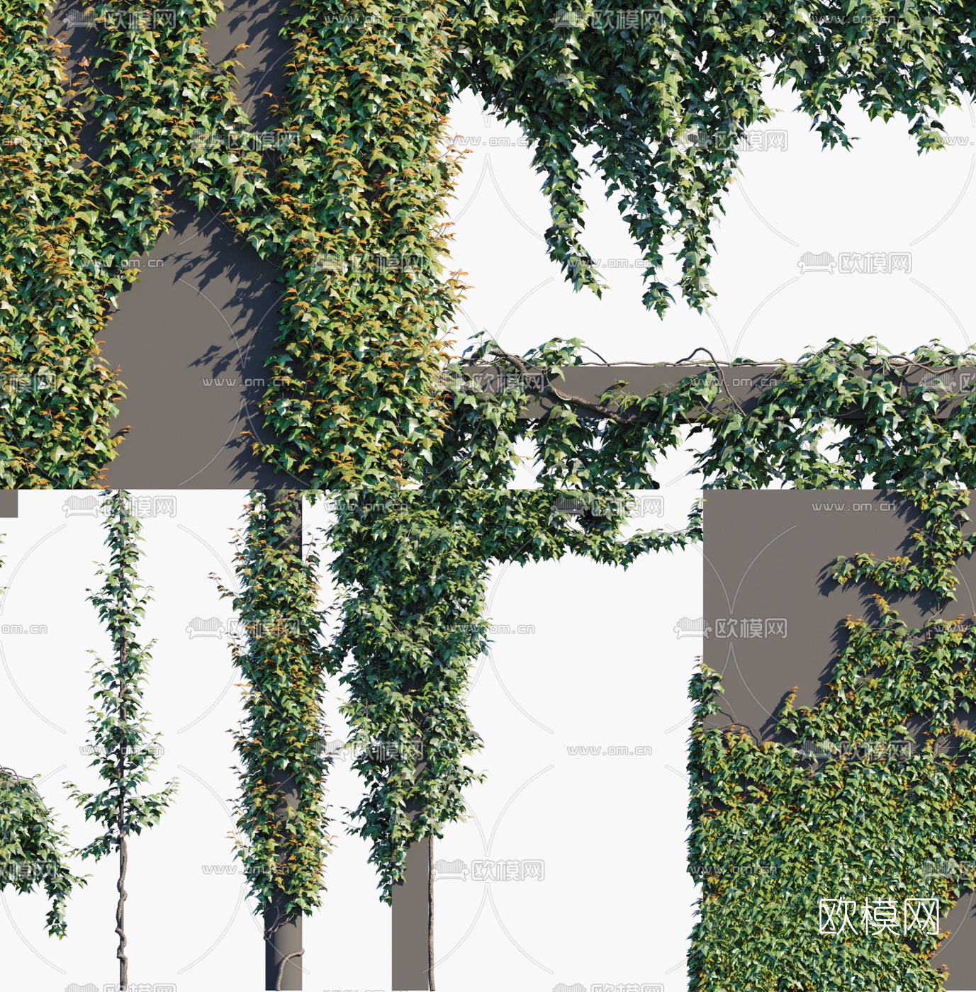 现代藤蔓爬墙虎3d模型下载（渲染图2）