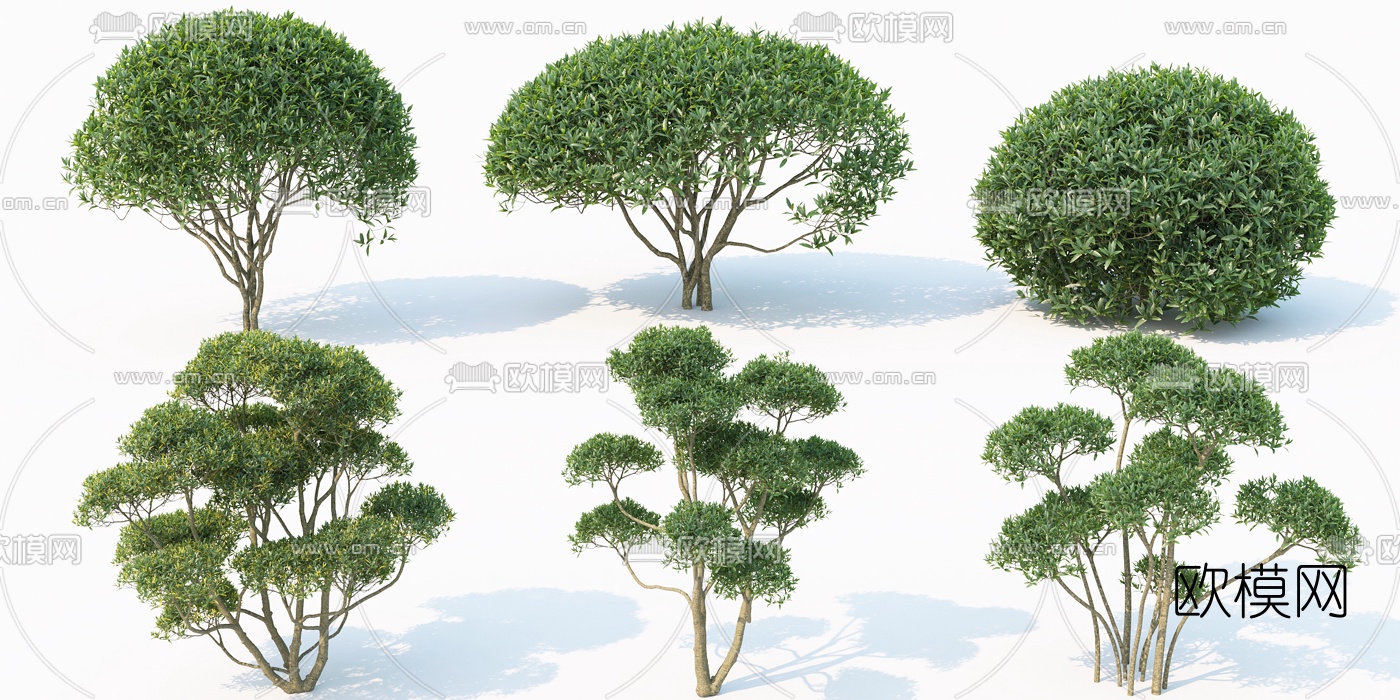 现代灌木景观树3d模型