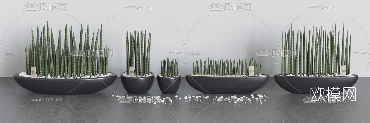 现代室内虎尾草植物盆栽3d模型下载（渲染图3）
