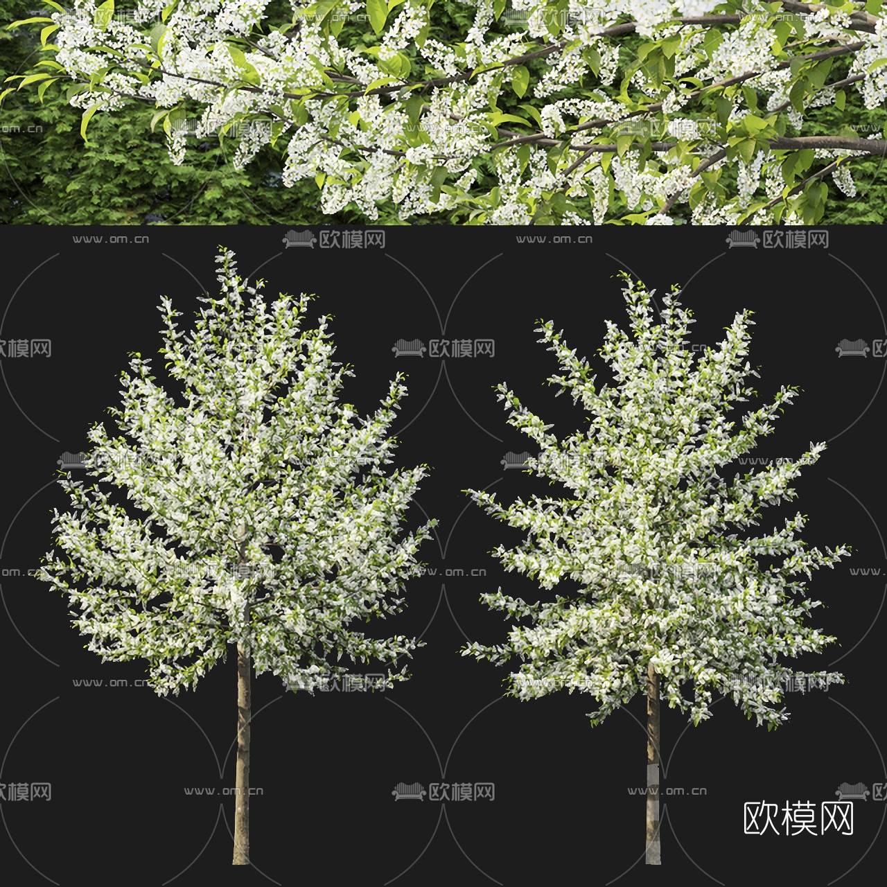 现代李子树景观树3d模型下载