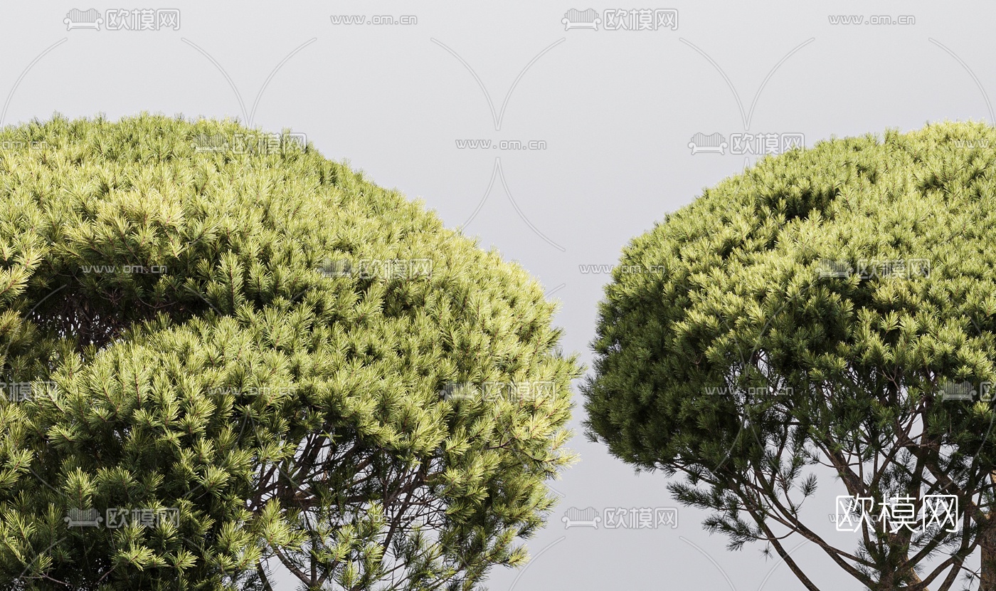 现代松树景观树3d模型