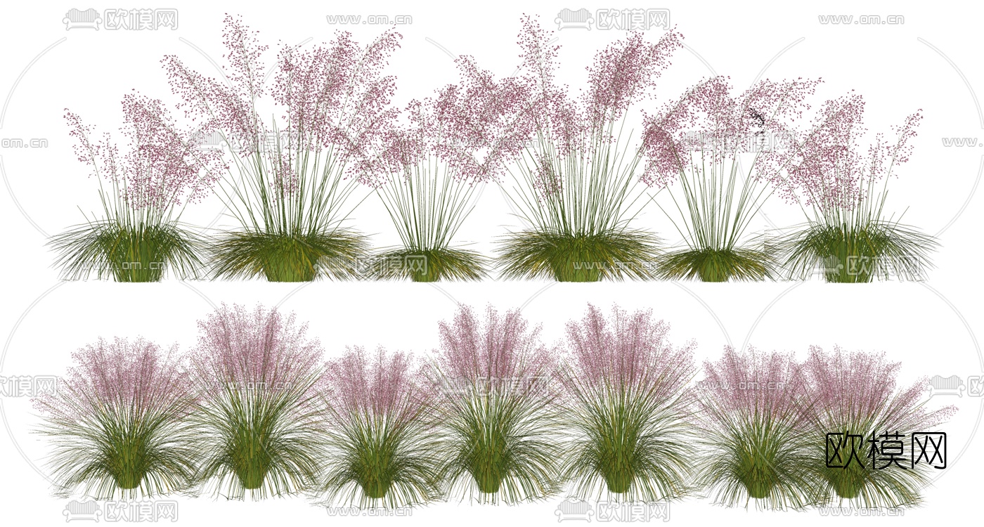 现代植物粉黛乱子草su模型