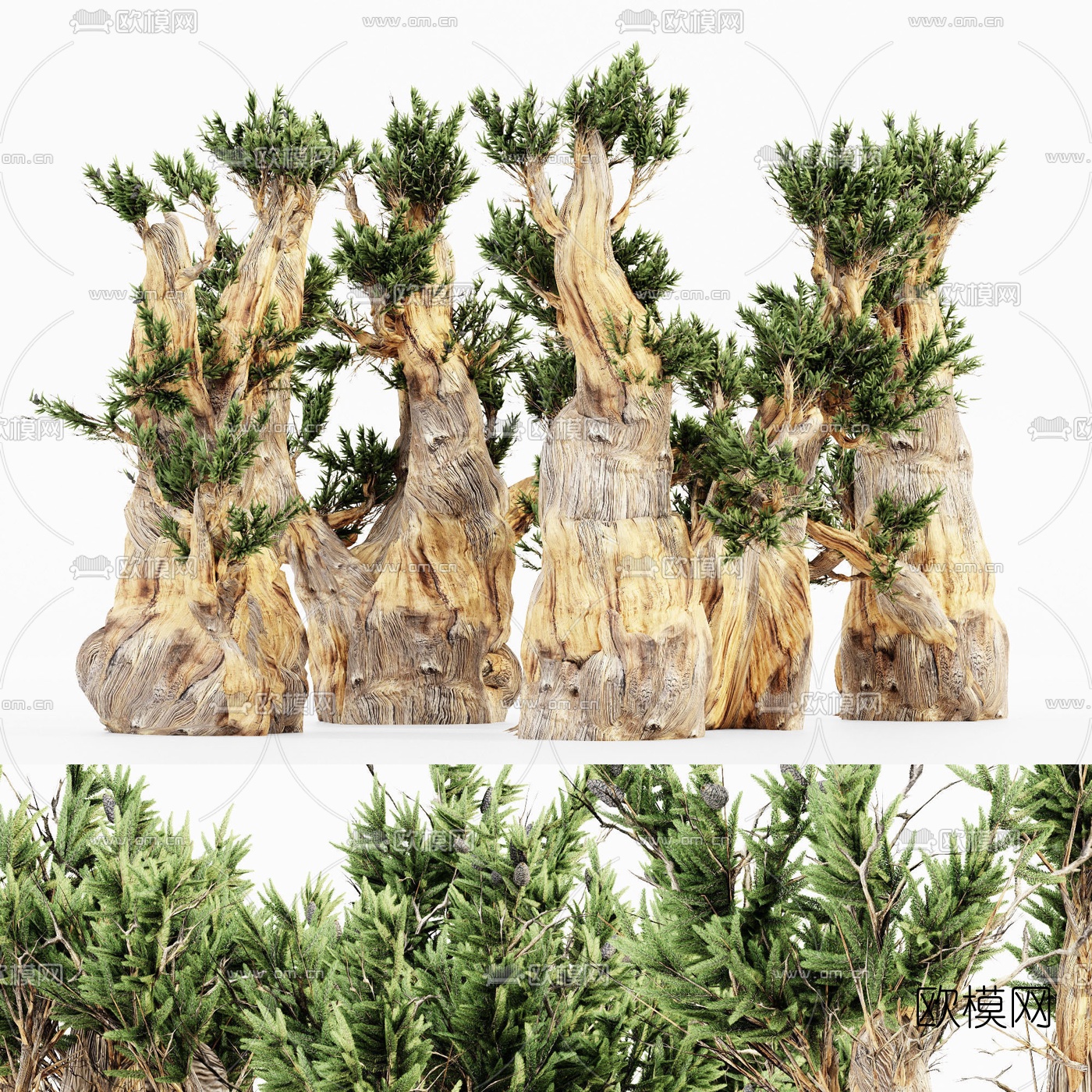 现代柏树景观树3d模型