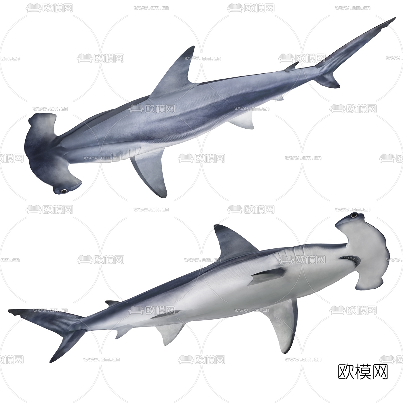 锤头双髻鲨 Sphyrna zygaena - 物种库 - 国家动物标本资源库