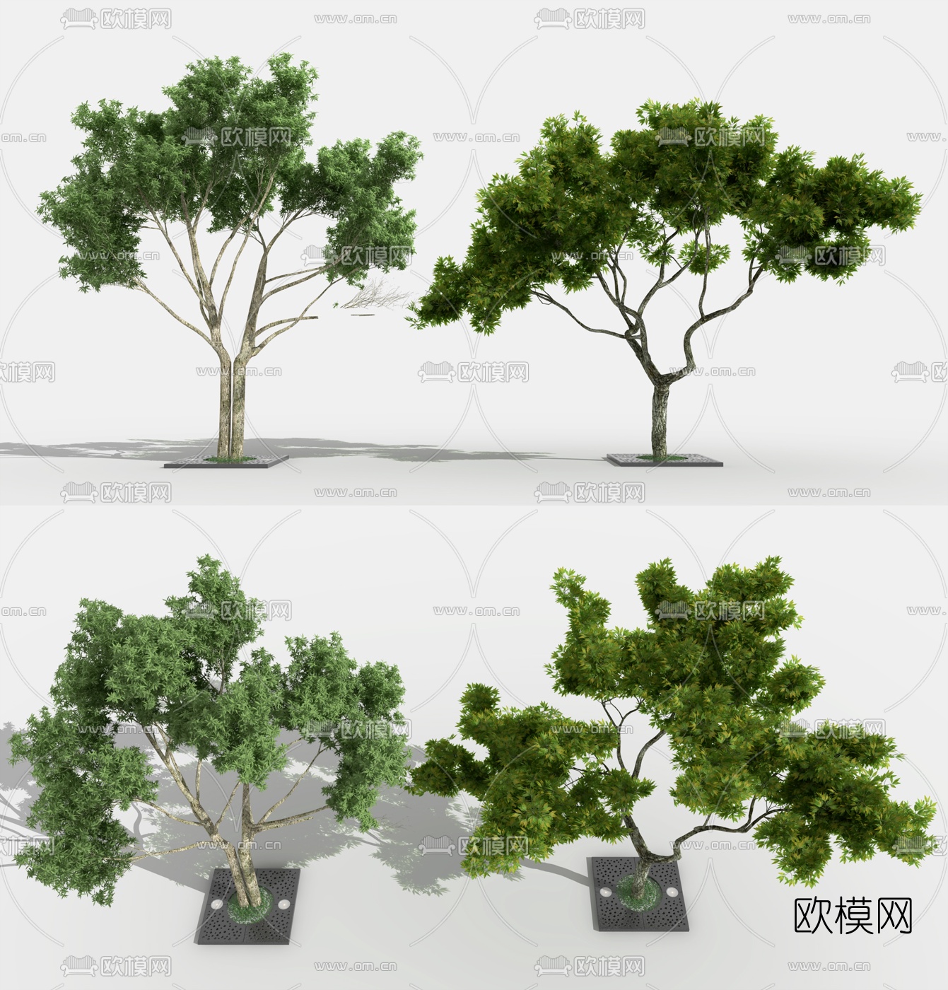 现代行道树景观树3d模型
