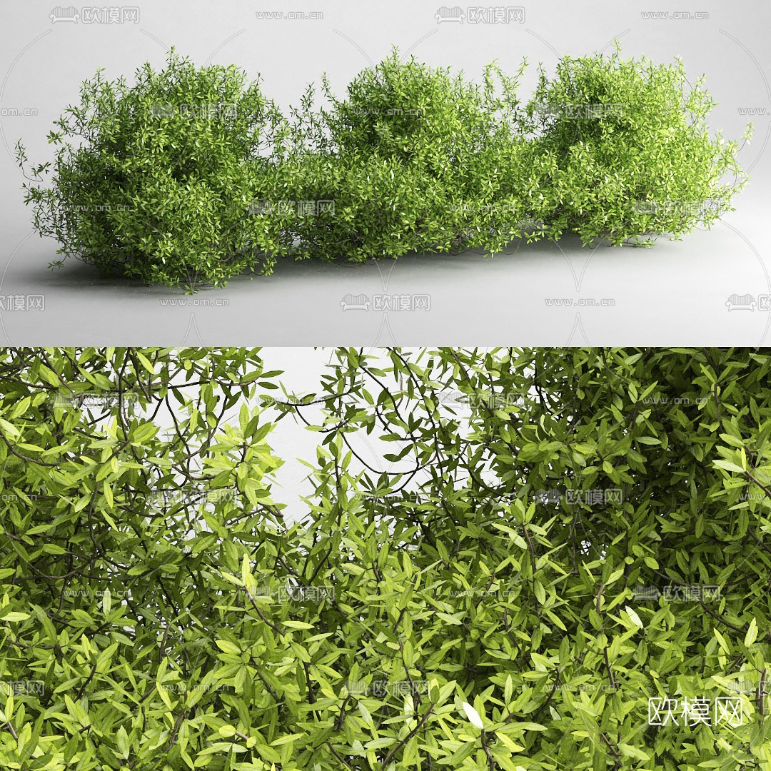 现代灌木植物3d模型