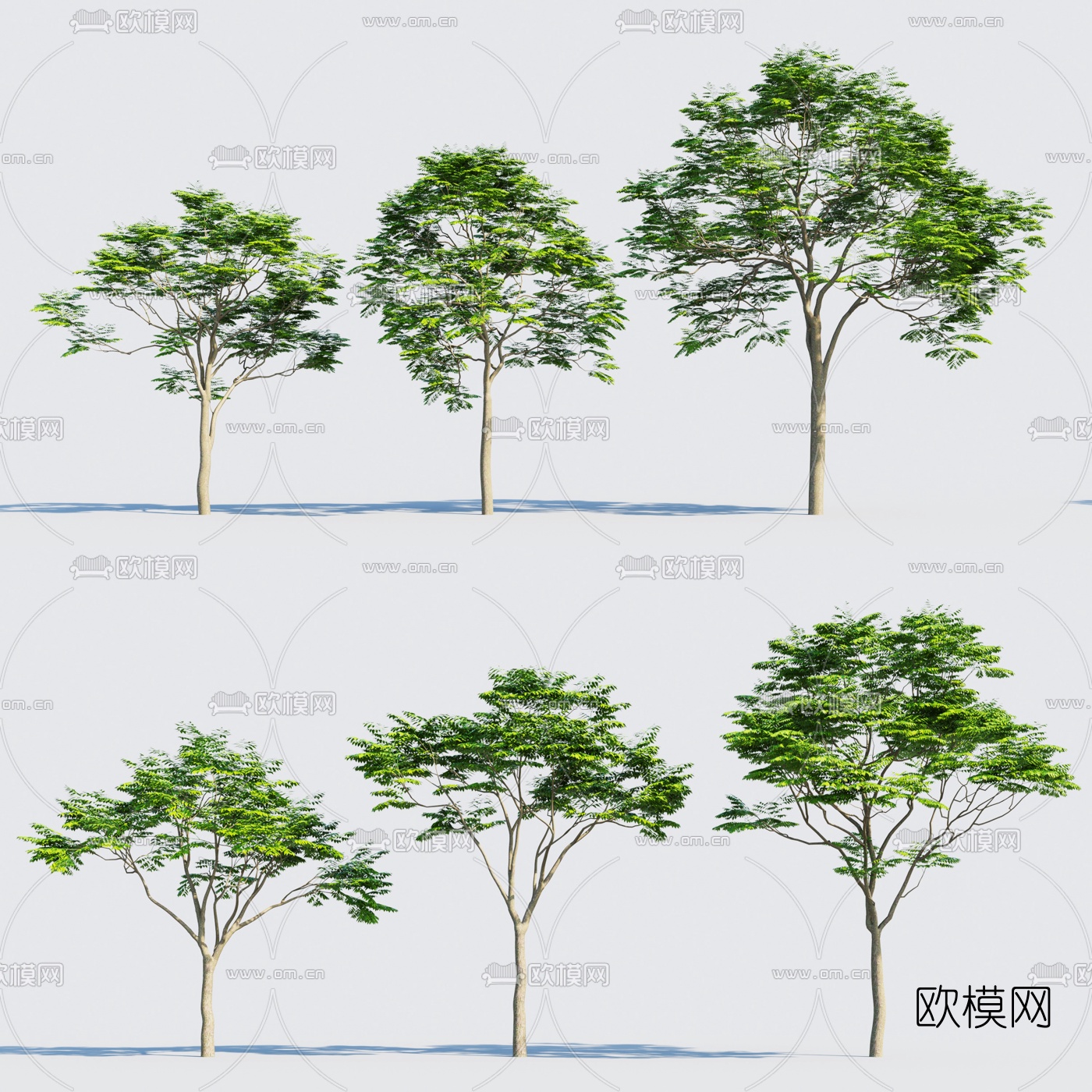 现代景观树行道树3d模型
