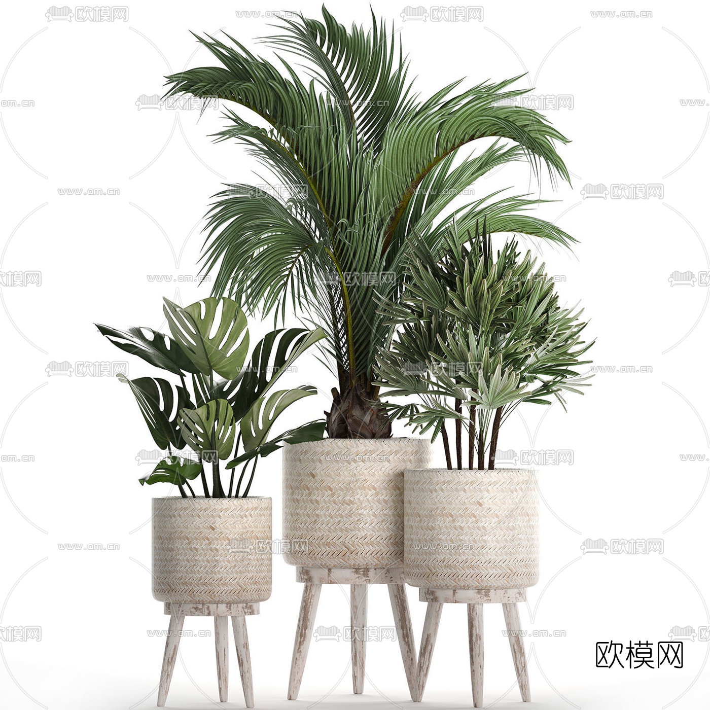 北欧绿植盆栽3d模型下载（渲染图2）