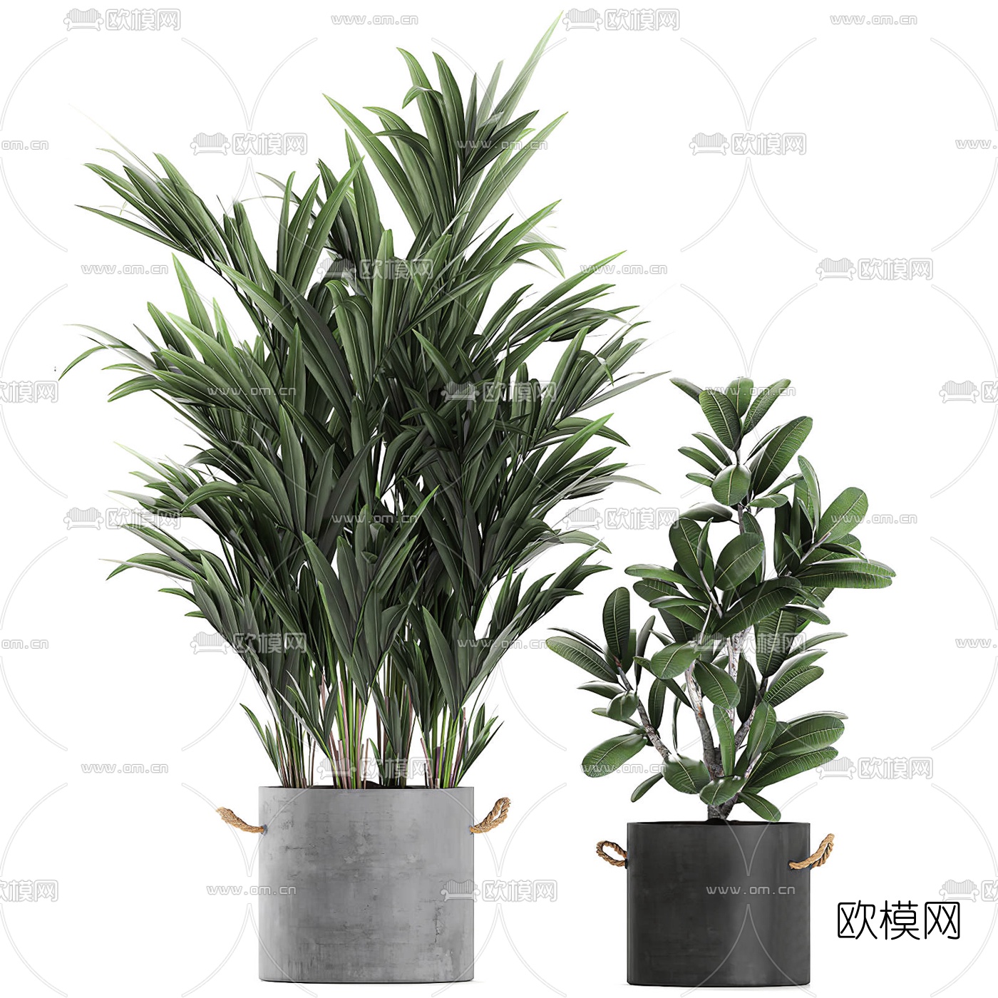 现代芭蕉绿植盆栽3d模型下载（渲染图2）