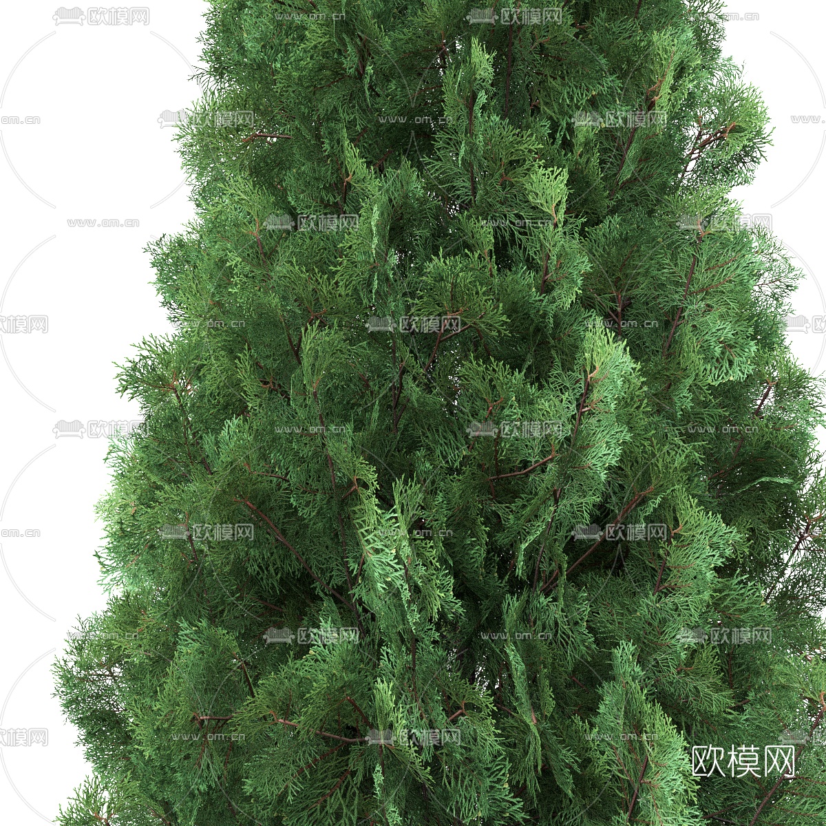 现代景观树柏树3d模型下载（渲染图2）