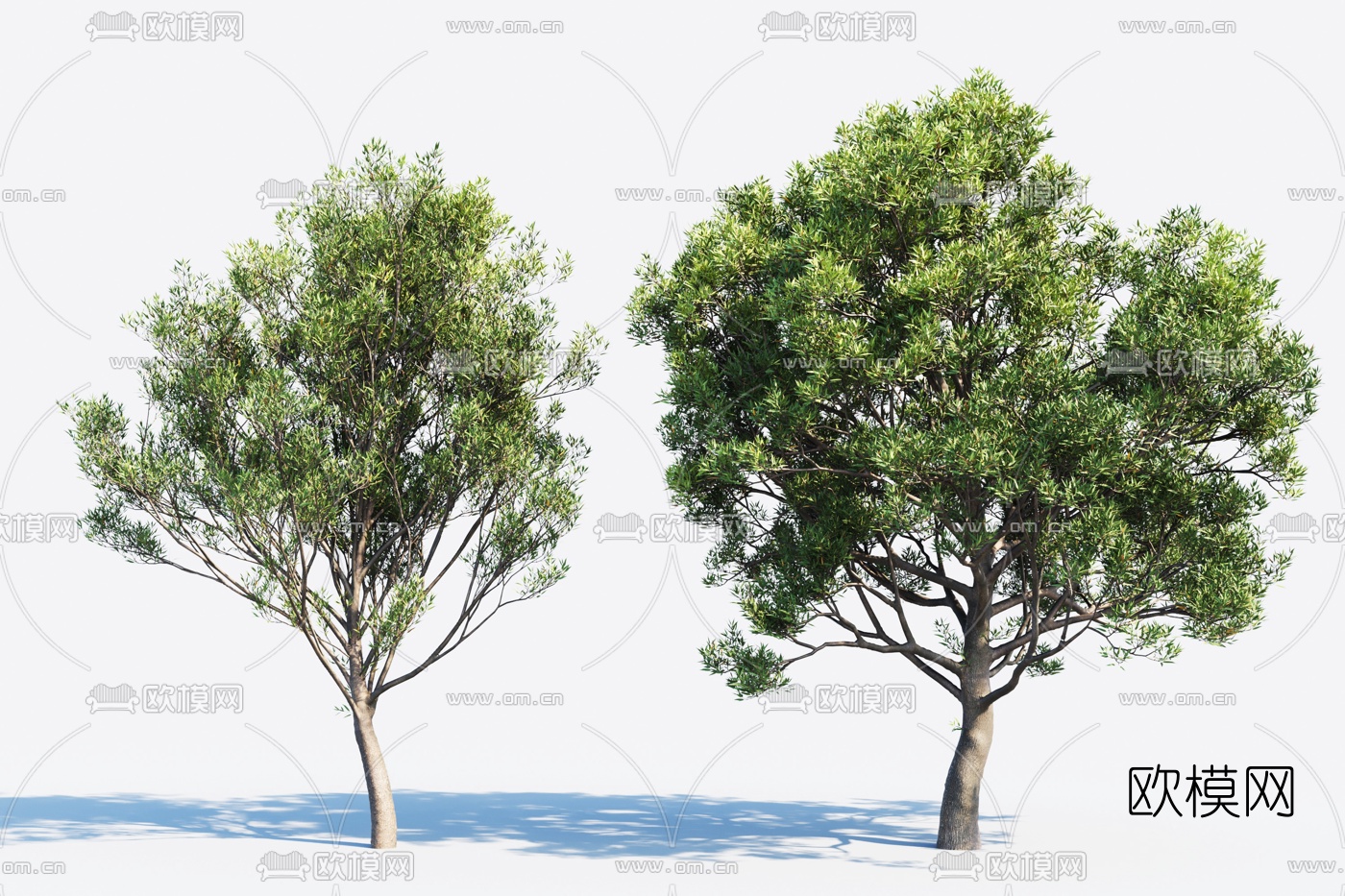 现代户外景观树冬青树3d模型下载