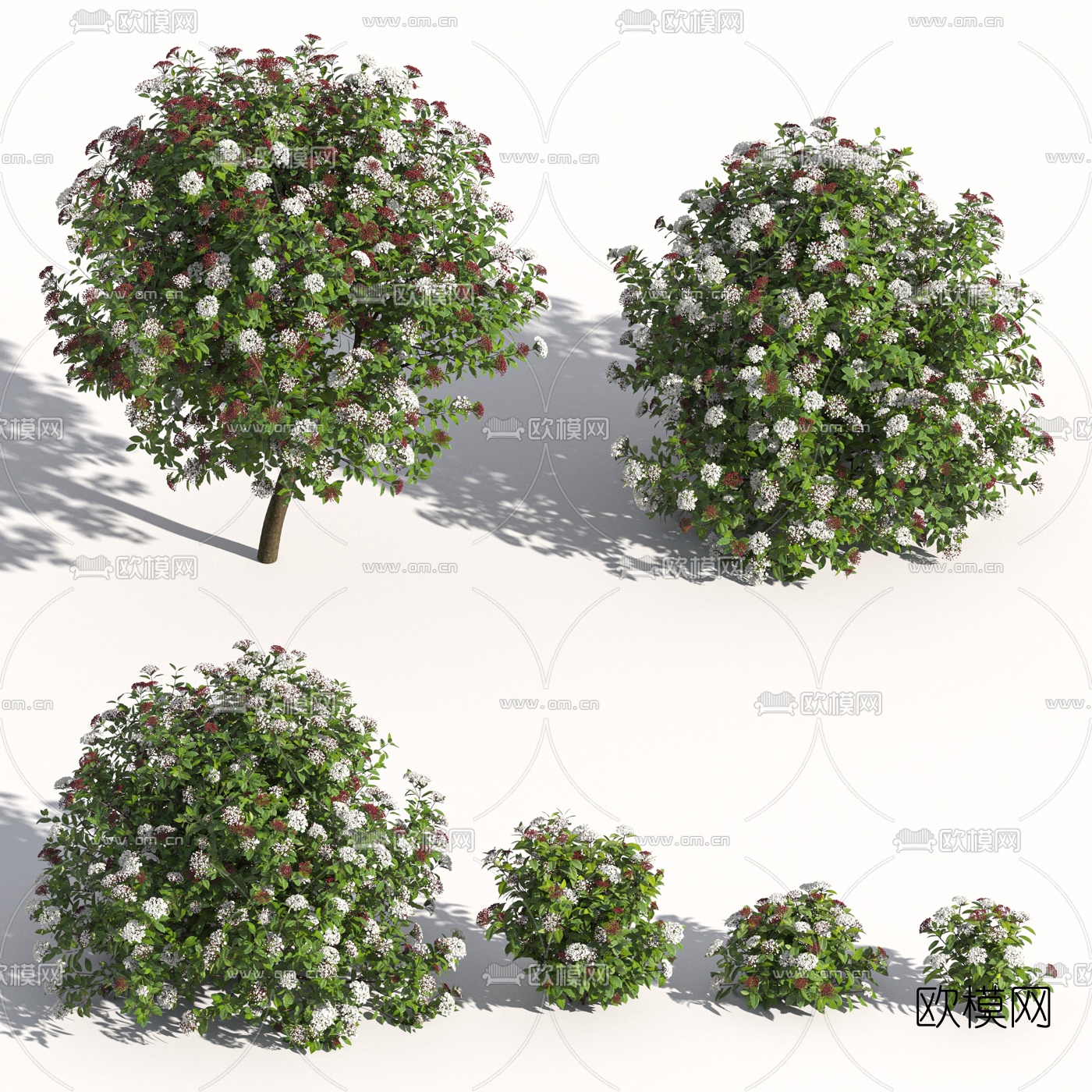 现代地中海荚蒾灌木3d模型