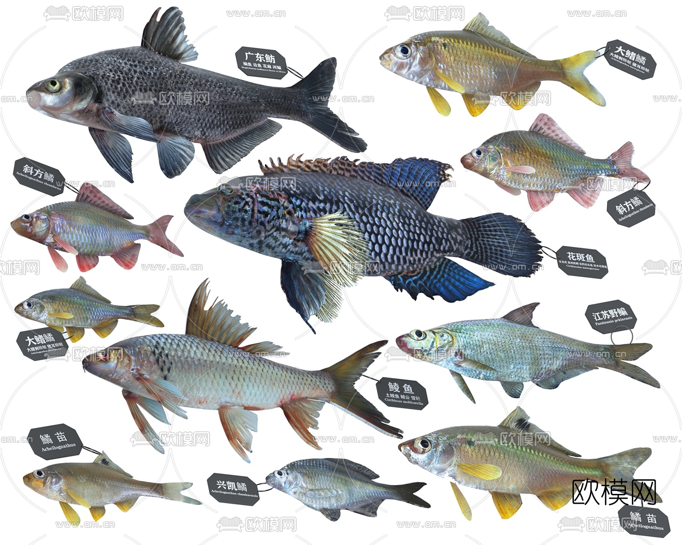现代鳊鱼土鲮鱼花斑鱼标本3d模型