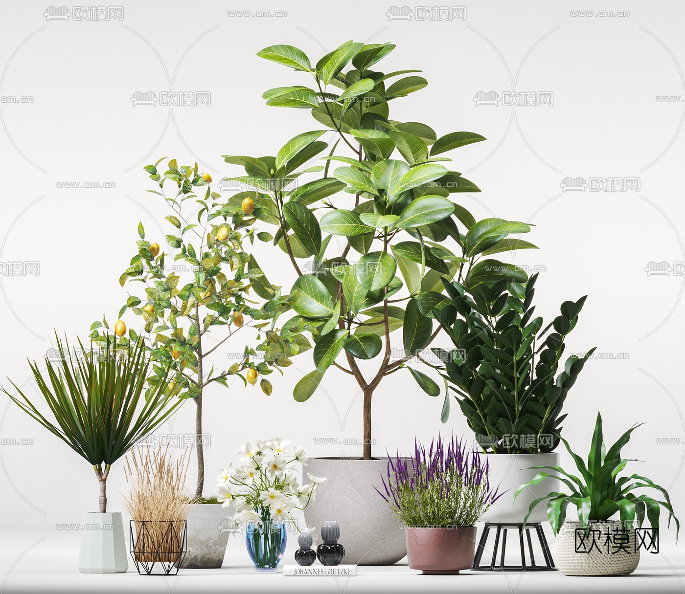 现代柠檬树盆栽植物3d模型