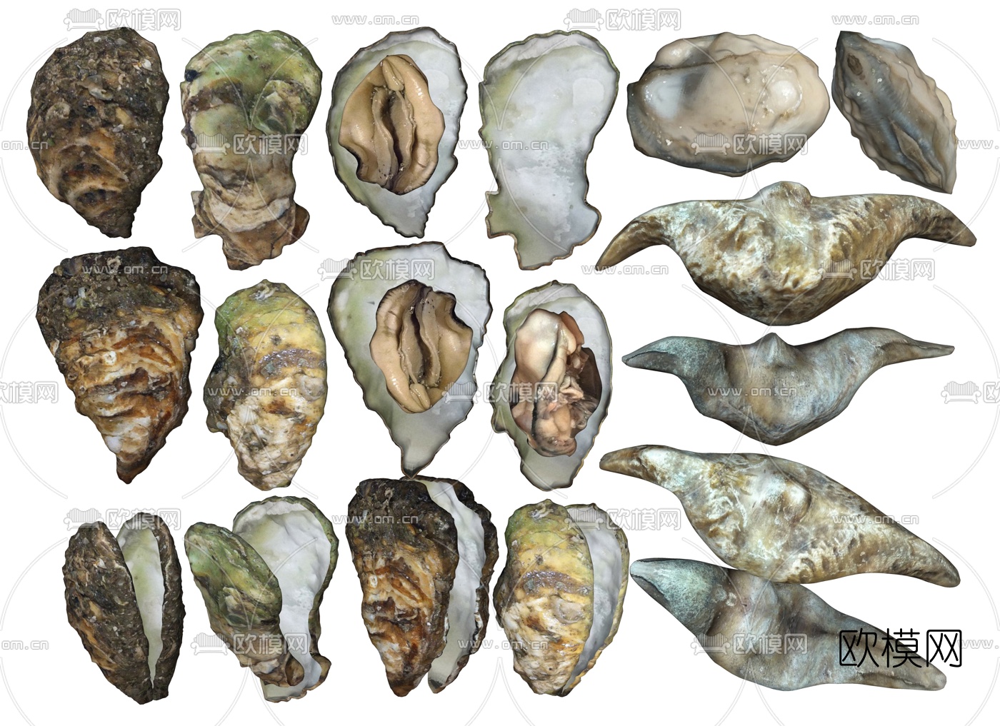 现代生蚝菱角su模型下载