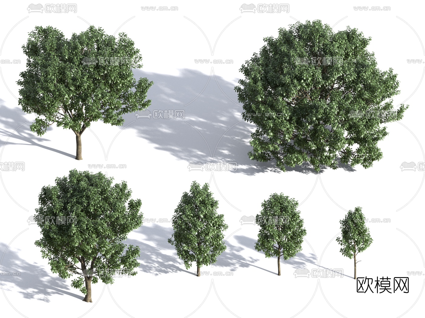 现代杜仲景观树3d模型下载