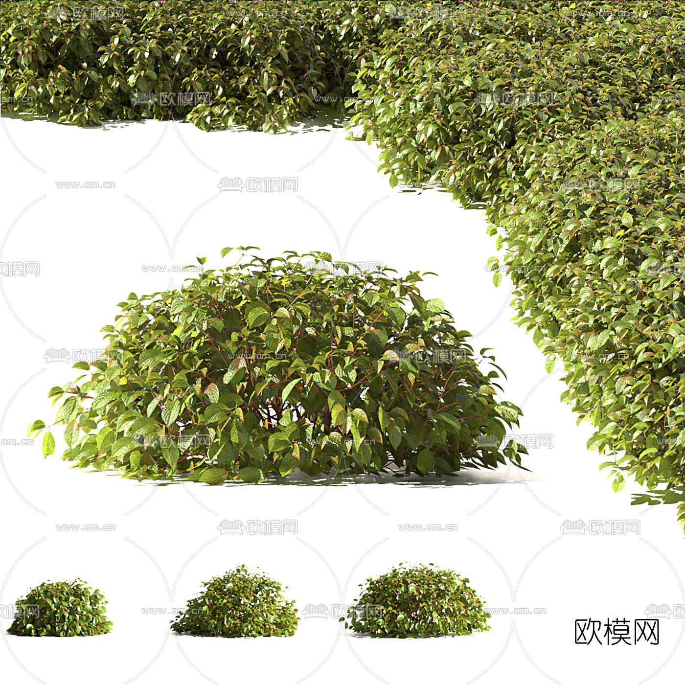 现代灌木丛3d模型