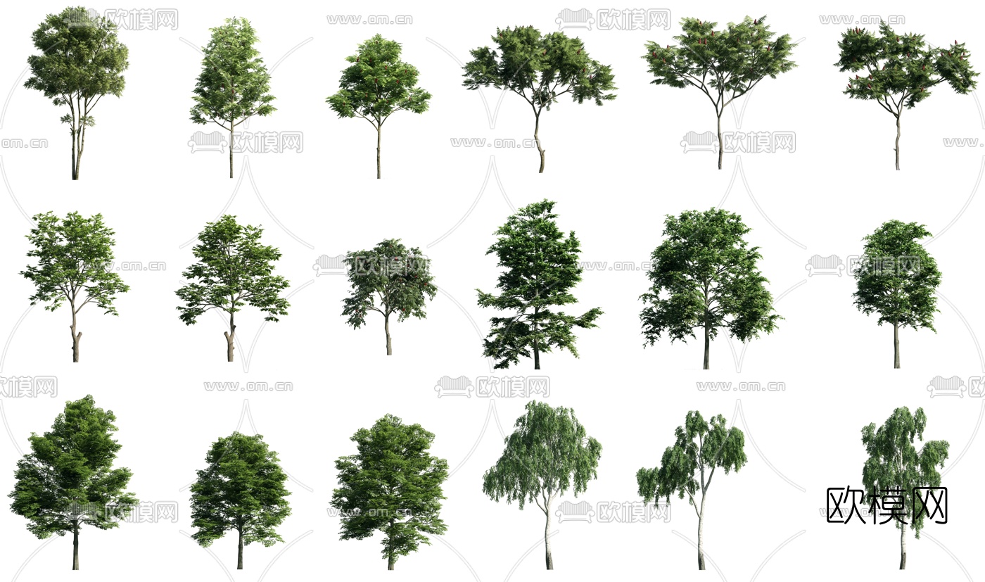 现代景观树行道树3d模型