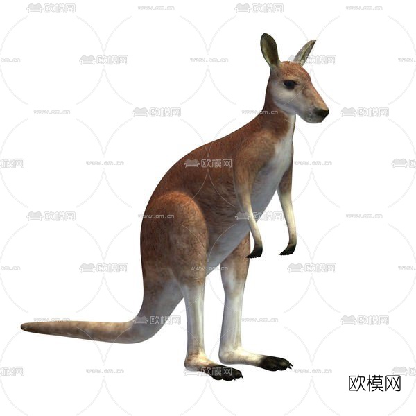 现代袋鼠免费3d模型下载