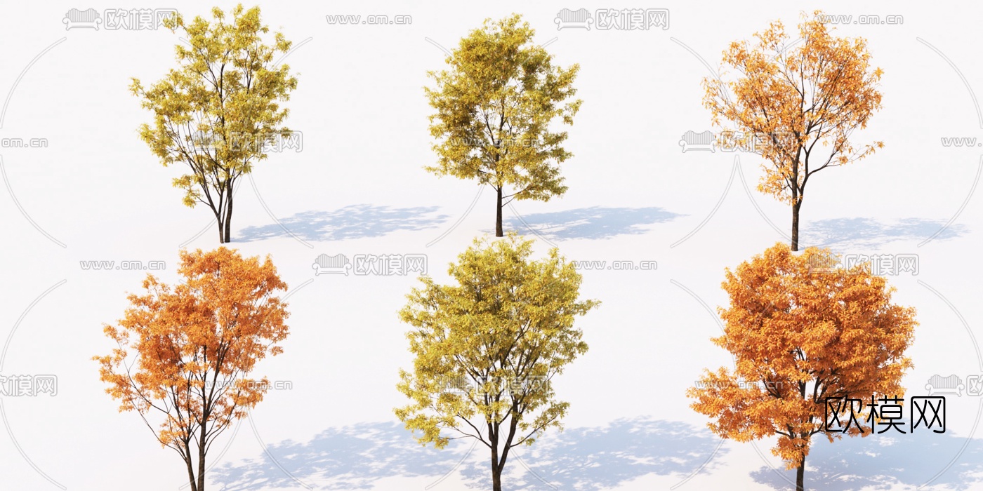 现代枫树景观树3d模型