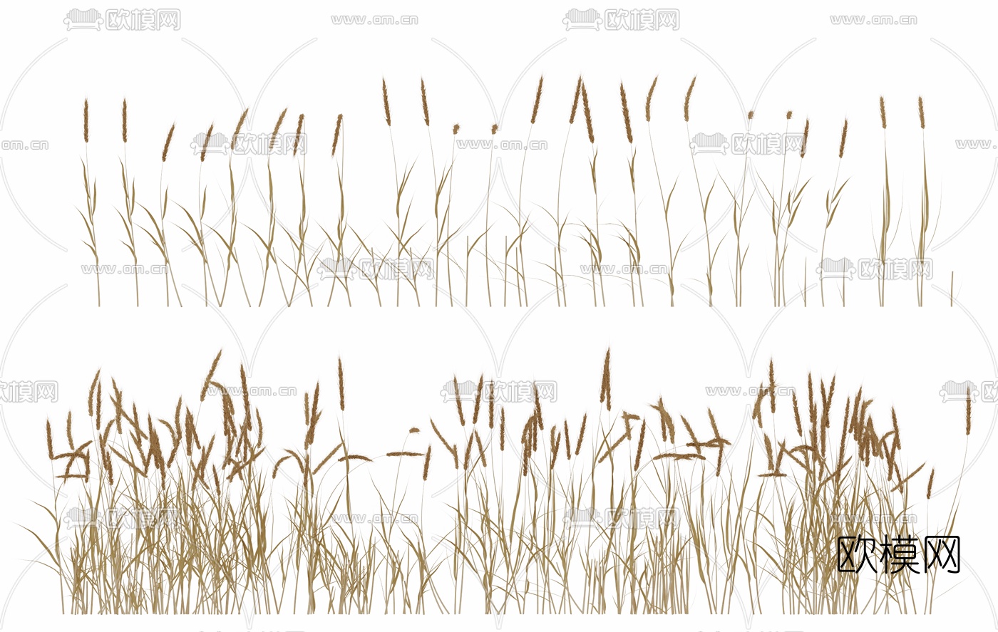 现代小麦植物su模型下载（渲染图1）