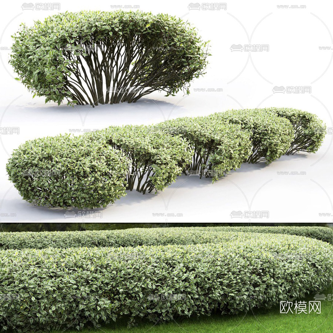 现代绿篱灌木3d模型