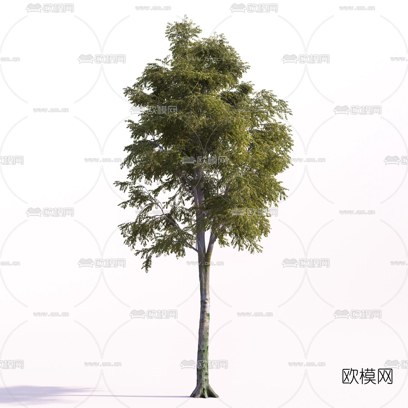 现代景观树行道树3d模型下载（渲染图1）