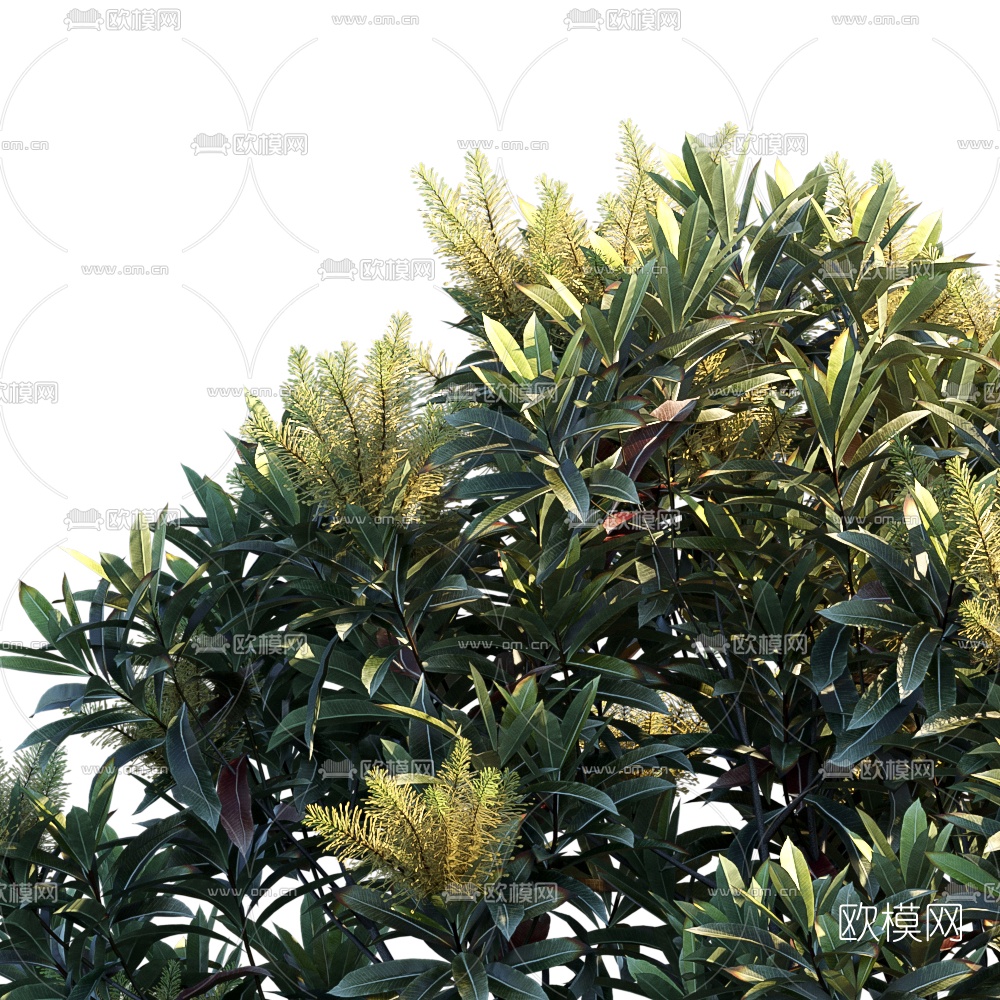 现代行道树景观树3d模型