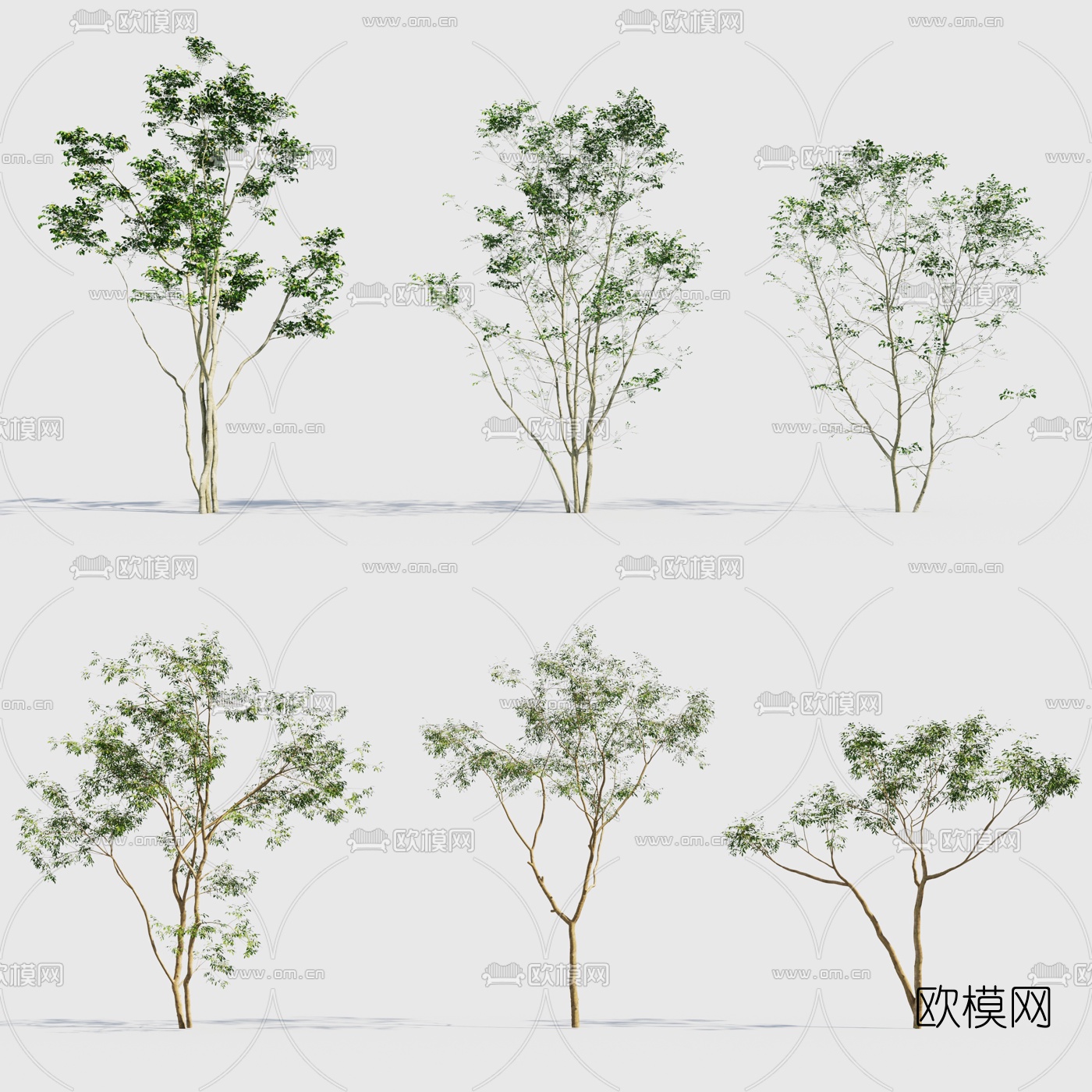 现代景观树行道树3d模型