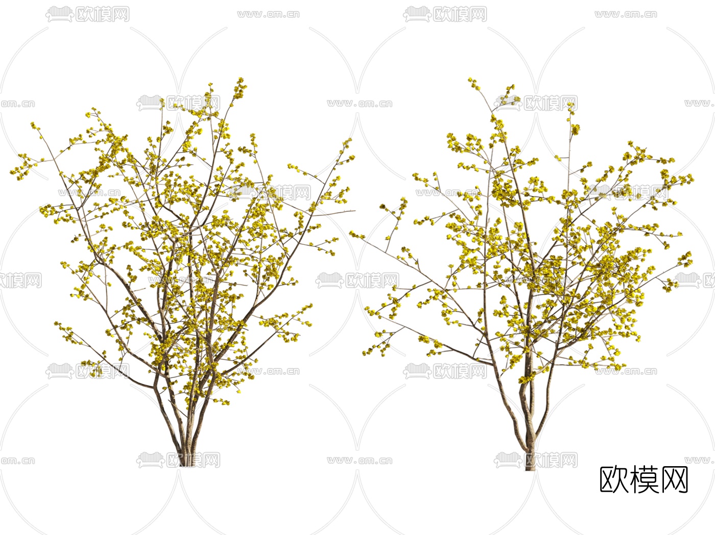 现代腊梅景观树3d模型下载（渲染图2）