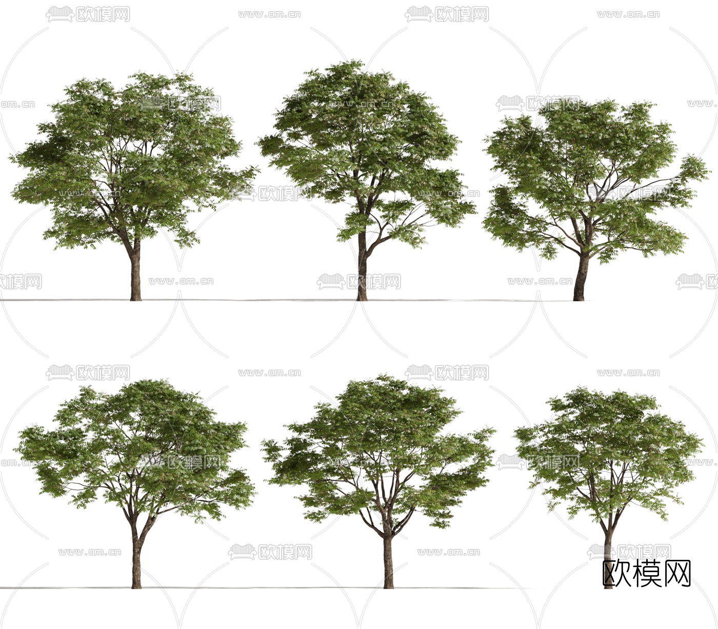 现代香椿树3d模型