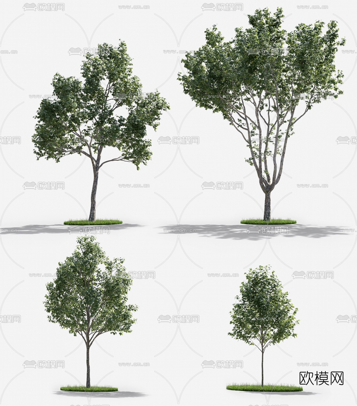 现代法国梧桐树景观树3d模型