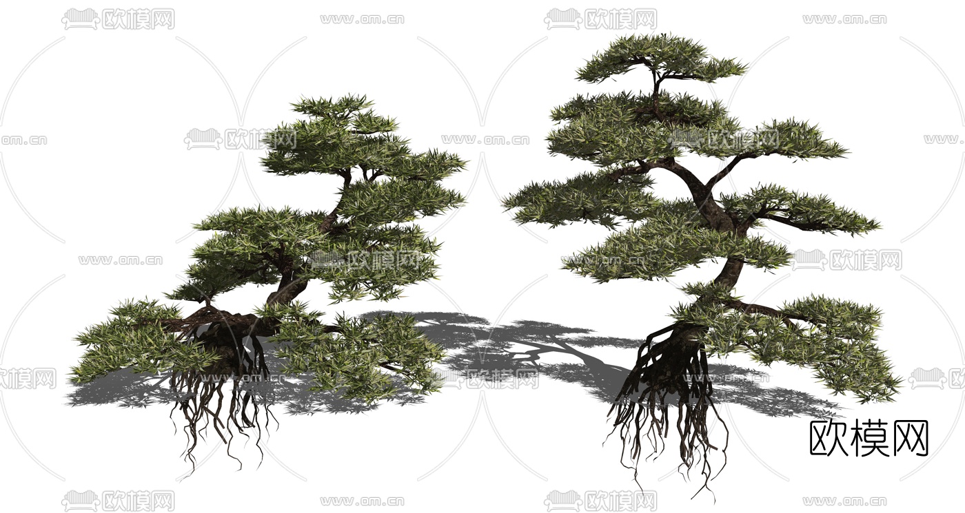 现代景观树松树罗汉松su模型