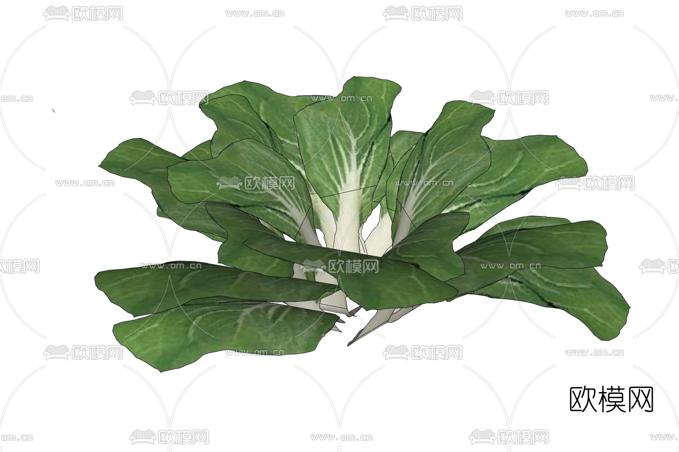 现代小白菜免费su模型下载